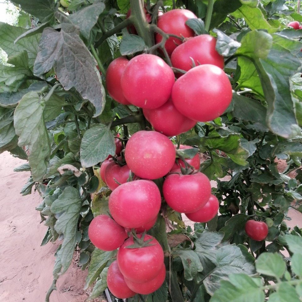 طماطم غزالي